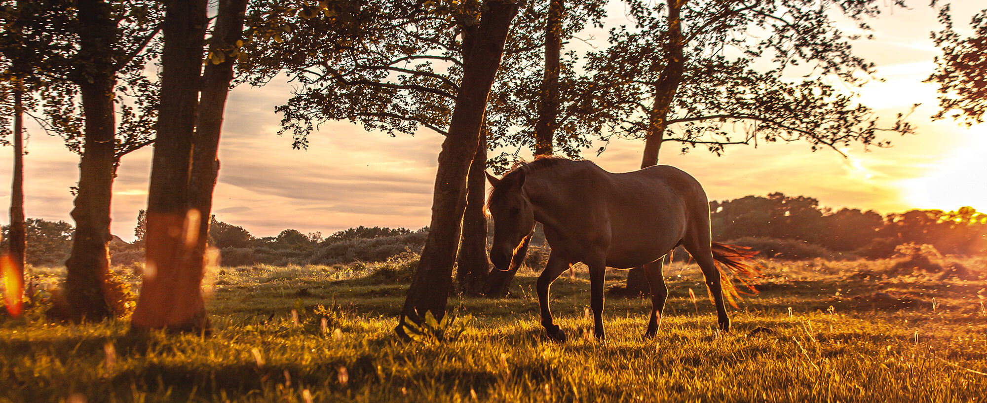 Equine Assisted Therapy